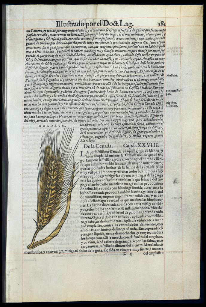 De Materia Medica de Dioscorides. Amberes 1555. Libro II. 181