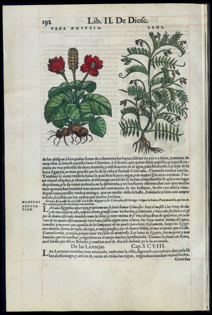 De Materia Medica de Dioscorides. Amberes 1555. Libro II. 192