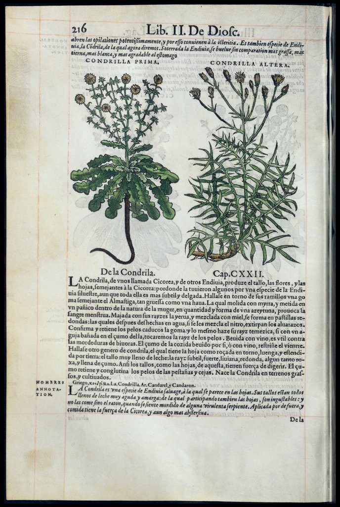 De Materia Medica de Dioscorides. Amberes 1555. Libro II. 216