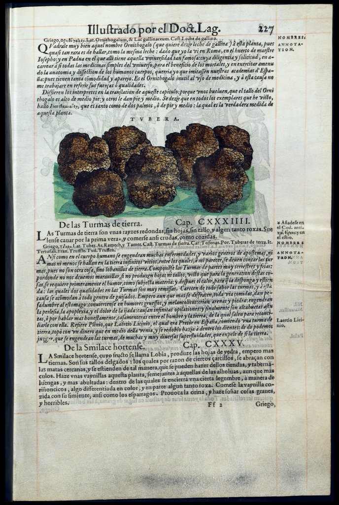 De Materia Medica de Dioscorides. Amberes 1555. Libro II. 227