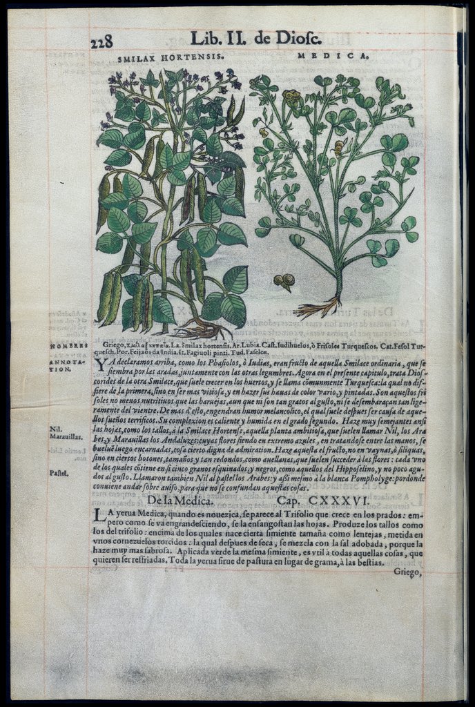 De Materia Medica de Dioscorides. Amberes 1555. Libro II. 228