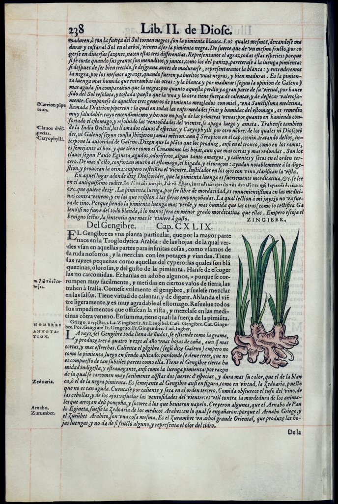 De Materia Medica de Dioscorides. Amberes 1555. Libro II. 238