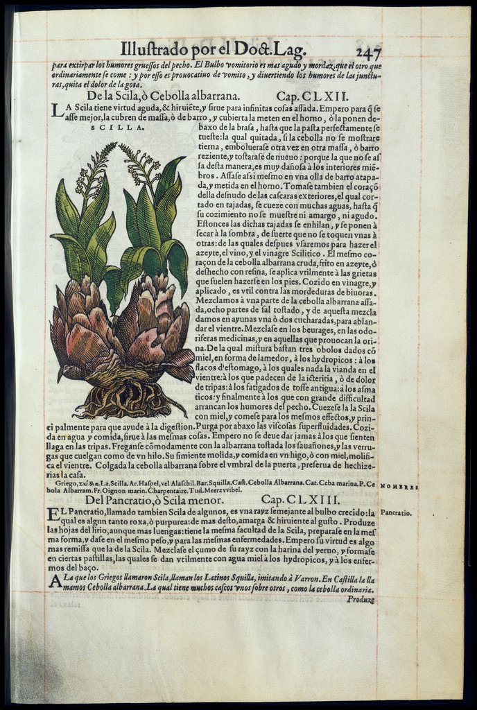 De Materia Medica de Dioscorides. Amberes 1555. Libro II. 247