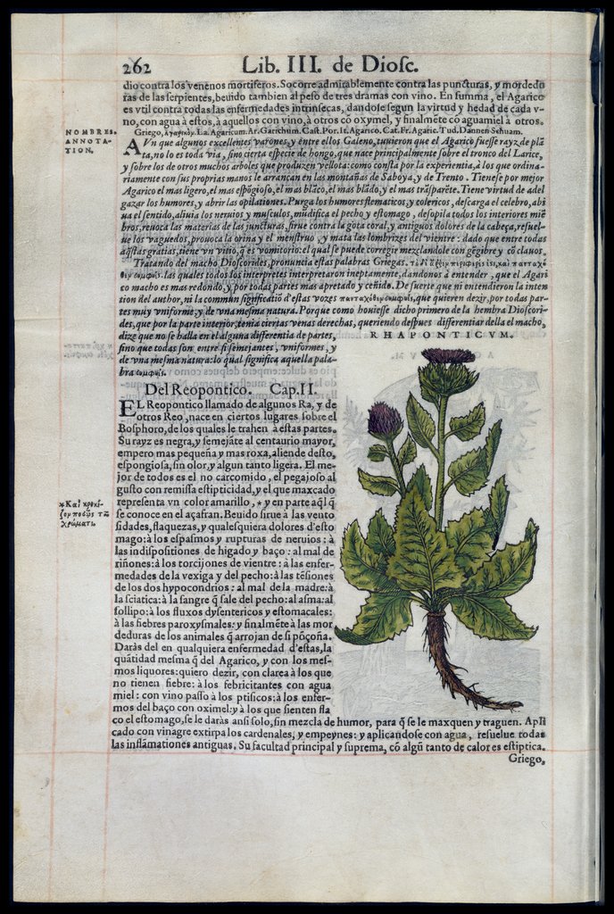 De Materia Medica de Dioscorides. Amberes 1555. Libro II. 262