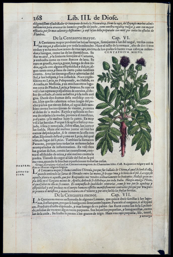 De Materia Medica de Dioscorides. Amberes 1555. Libro II. 268