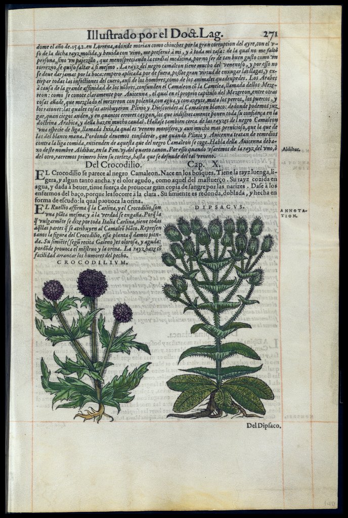 De Materia Medica de Dioscorides. Amberes 1555. Libro II. 271