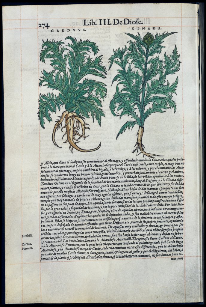 De Materia Medica de Dioscorides. Amberes 1555. Libro II. 274