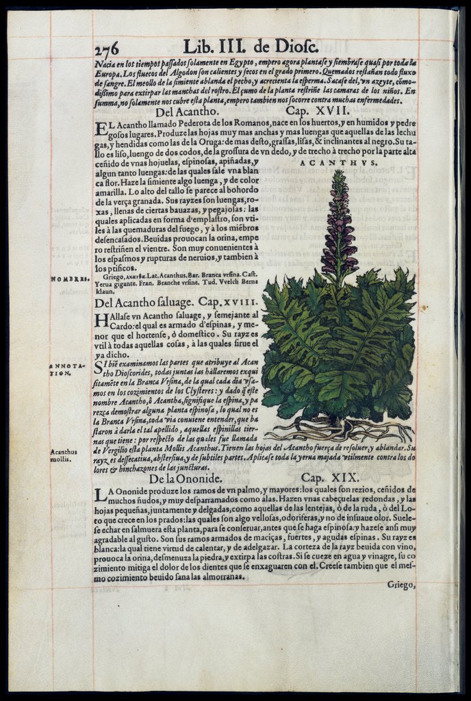 De Materia Medica de Dioscorides. Amberes 1555. Libro II. 276