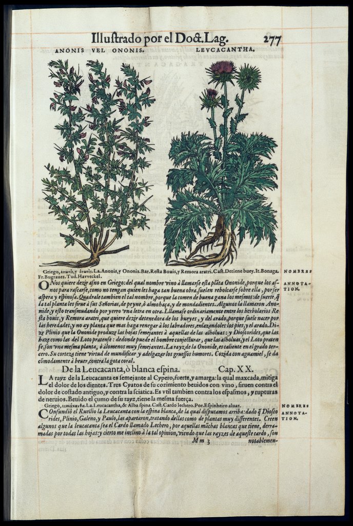 De Materia Medica de Dioscorides. Amberes 1555. Libro II. 277