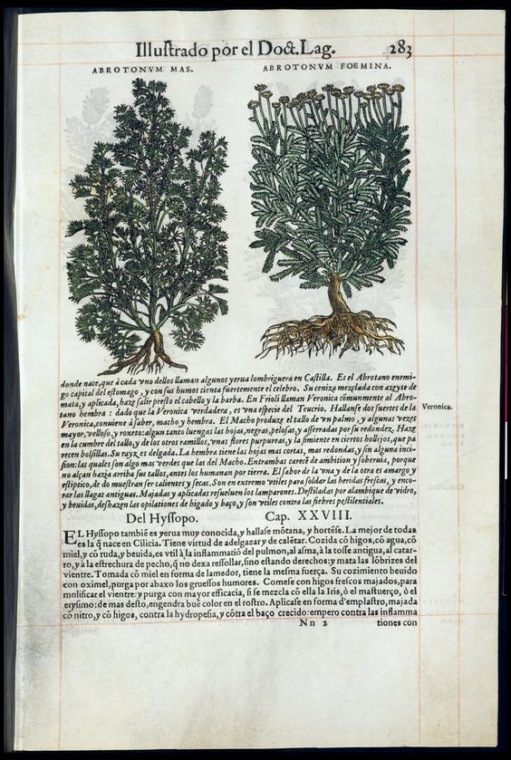 De Materia Medica de Dioscorides. Amberes 1555. Libro II. 283
