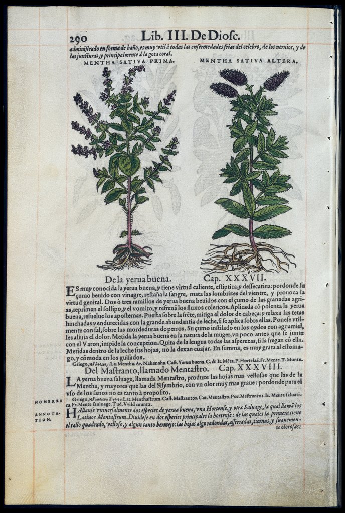 De Materia Medica de Dioscorides. Amberes 1555. Libro III. 290