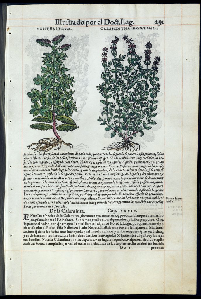 De Materia Medica de Dioscorides. Amberes 1555. Libro III. 291