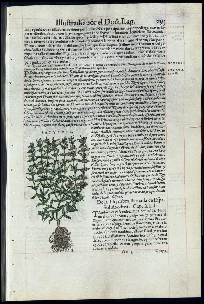 De Materia Medica de Dioscorides. Amberes 1555. Libro III. 293