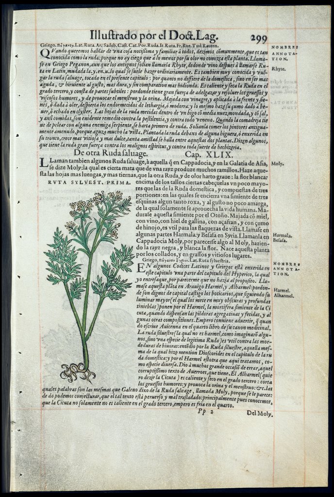 De Materia Medica de Dioscorides. Amberes 1555. Libro III. 299