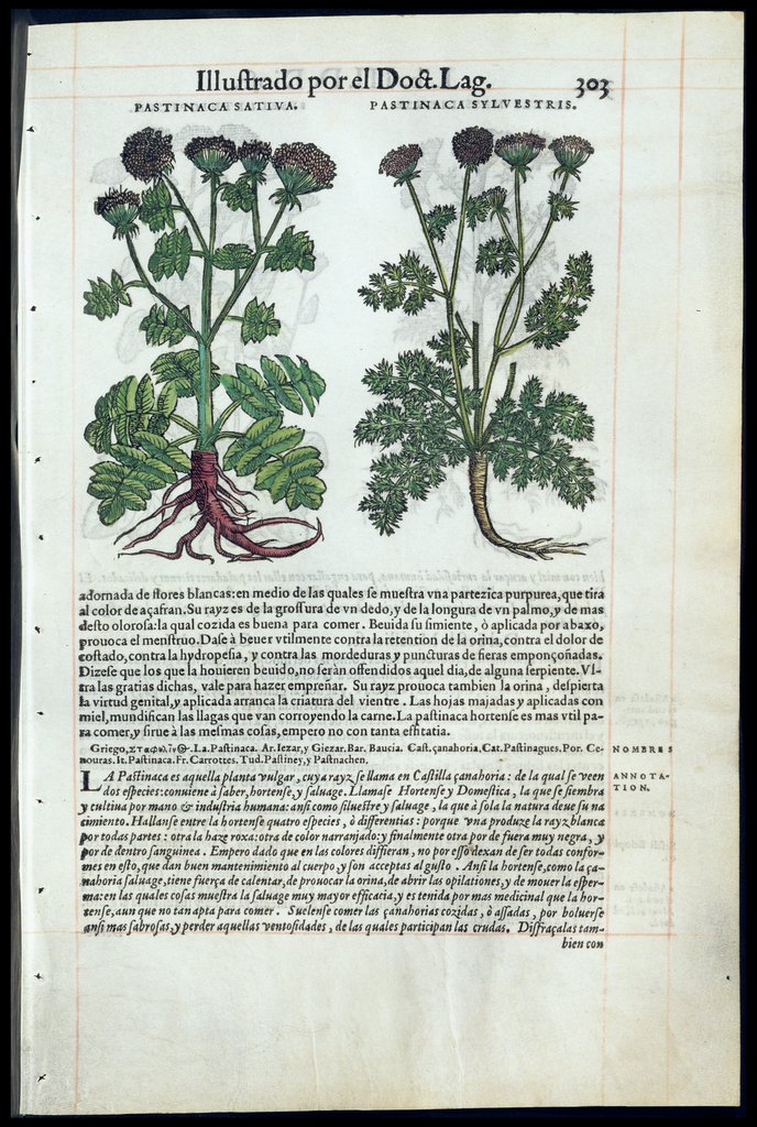 De Materia Medica de Dioscorides. Amberes 1555. Libro III. 303