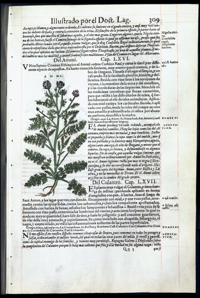 De Materia Medica de Dioscorides. Amberes 1555. Libro III. 309