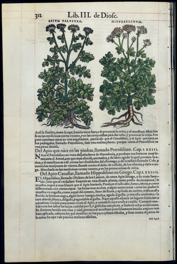De Materia Medica de Dioscorides. Amberes 1555. Libro III. 312