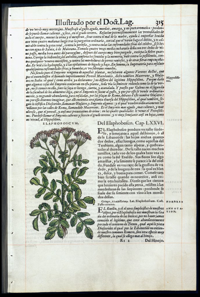 De Materia Medica de Dioscorides. Amberes 1555. Libro III. 315