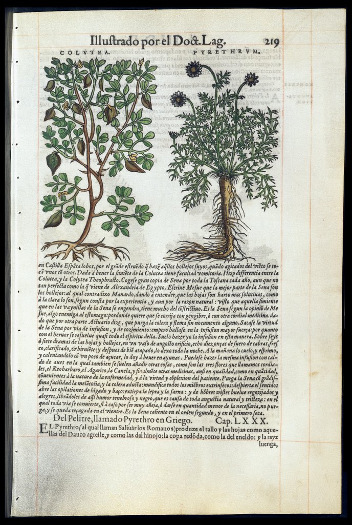 De Materia Medica de Dioscorides. Amberes 1555. Libro III. 319