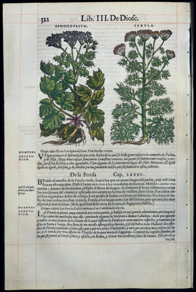 De Materia Medica de Dioscorides. Amberes 1555. Libro III. 322
