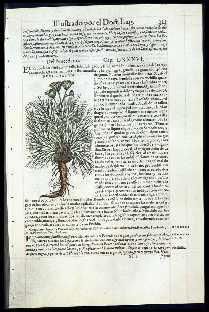 De Materia Medica de Dioscorides. Amberes 1555. Libro III. 323