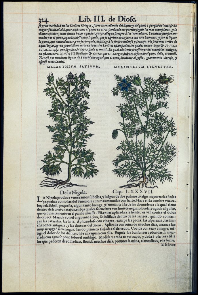 De Materia Medica de Dioscorides. Amberes 1555. Libro III. 324