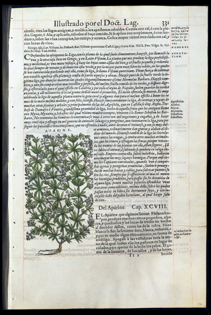 De Materia Medica de Dioscorides. Amberes 1555. Libro III. 331