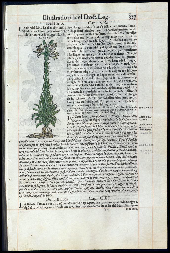 De Materia Medica de Dioscorides. Amberes 1555. Libro III. 337