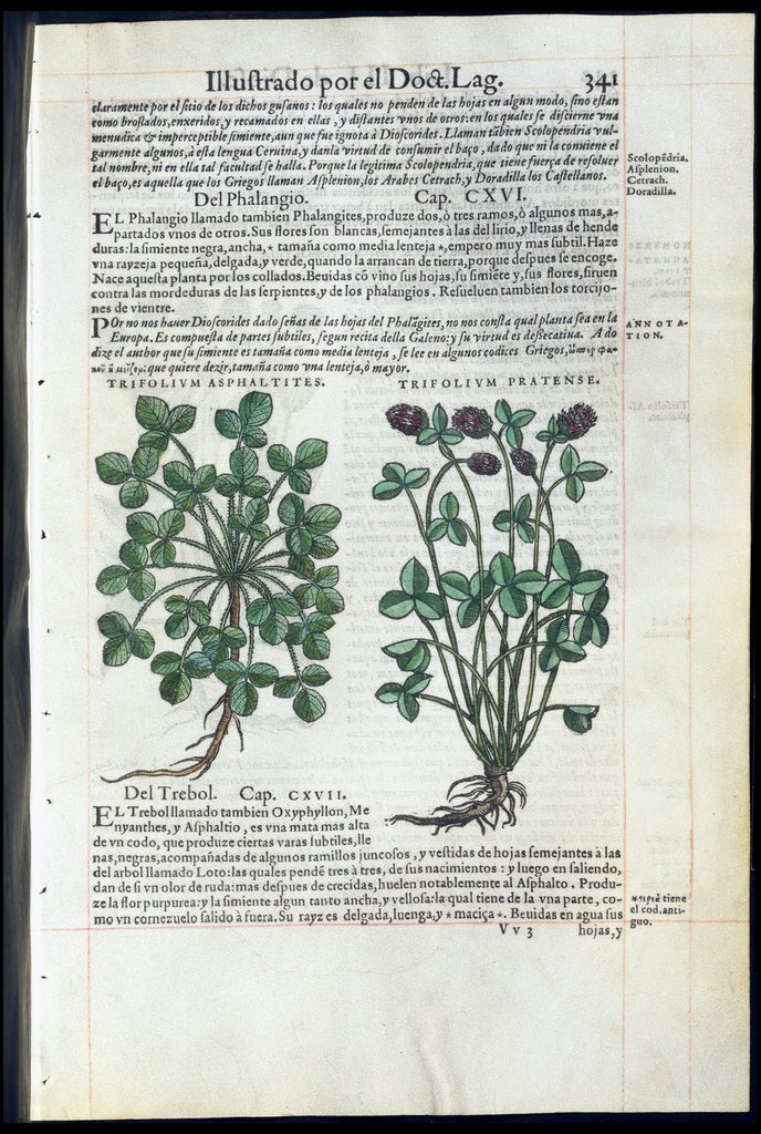 De Materia Medica de Dioscorides. Amberes 1555. Libro III. 341
