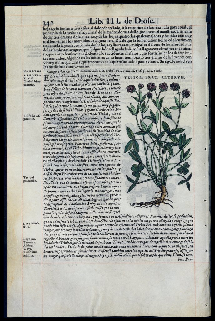 De Materia Medica de Dioscorides. Amberes 1555. Libro III. 342