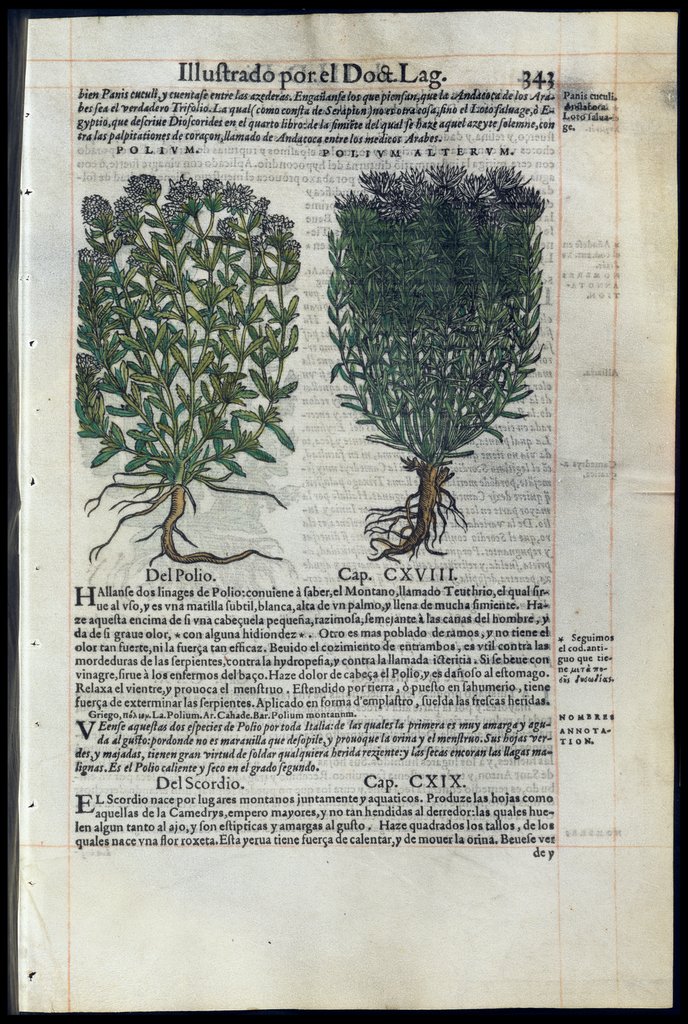 De Materia Medica de Dioscorides. Amberes 1555. Libro III. 343