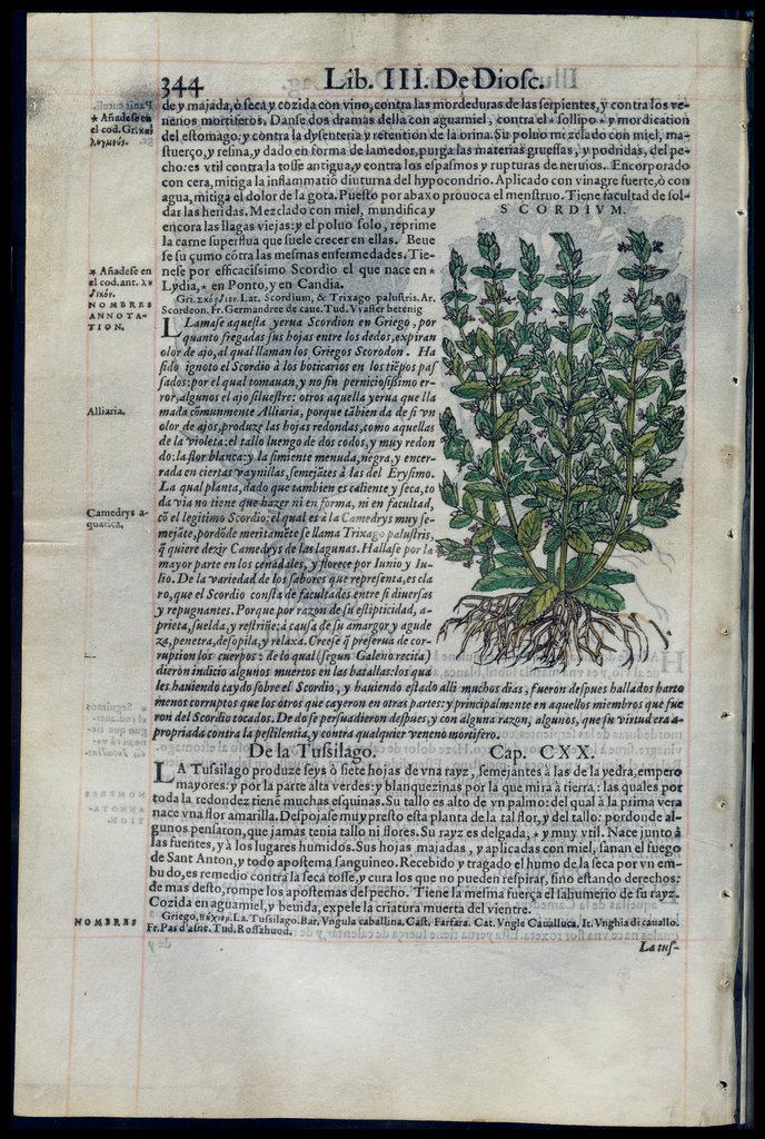 De Materia Medica de Dioscorides. Amberes 1555. Libro III. 344