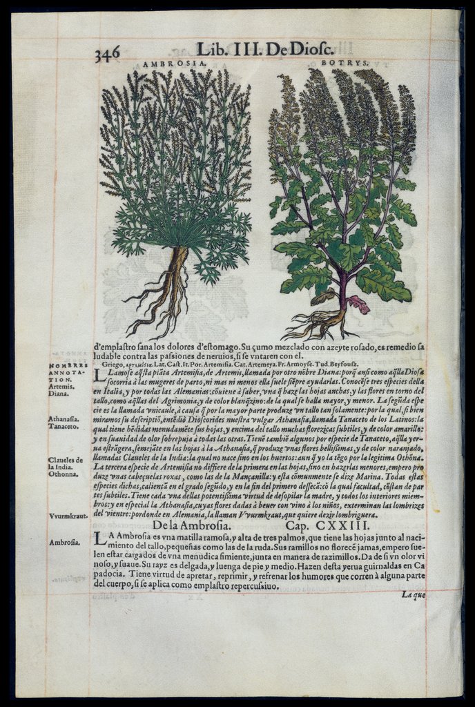 De Materia Medica de Dioscorides. Amberes 1555. Libro III. 346
