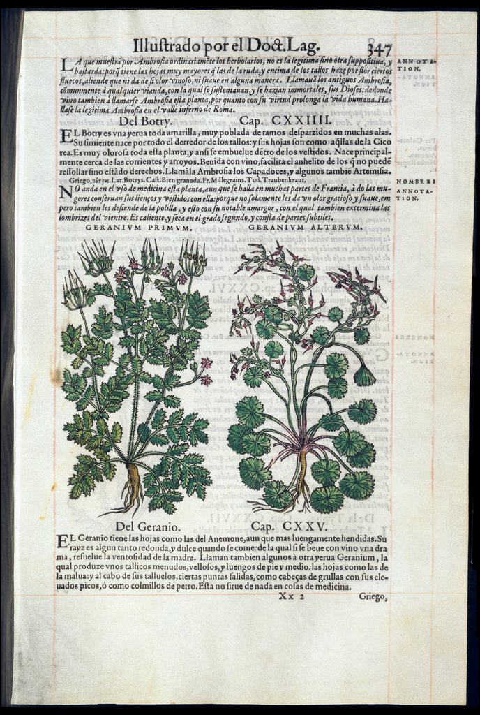 De Materia Medica de Dioscorides. Amberes 1555. Libro III. 347