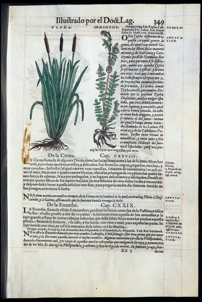 De Materia Medica de Dioscorides. Amberes 1555. Libro III. 349