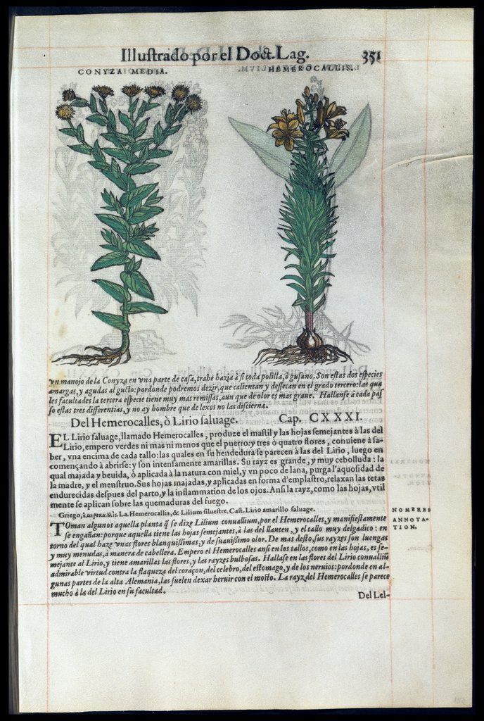 De Materia Medica de Dioscorides. Amberes 1555. Libro III. 351