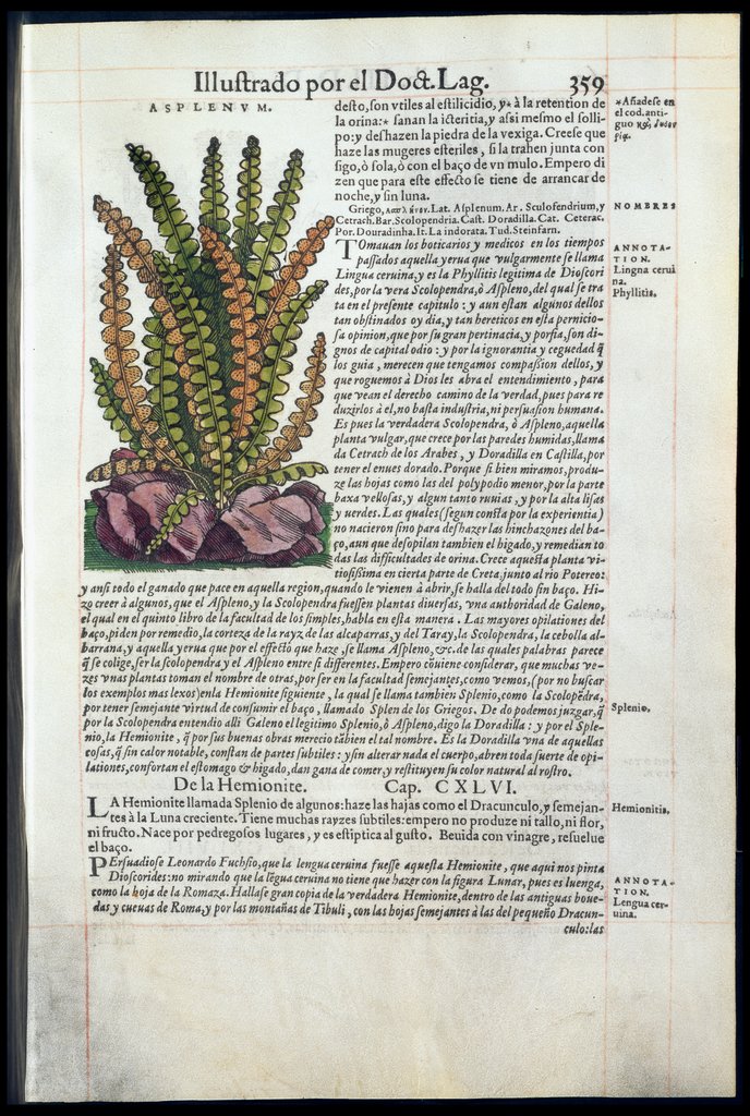 De Materia Medica de Dioscorides. Amberes 1555. Libro III. 359