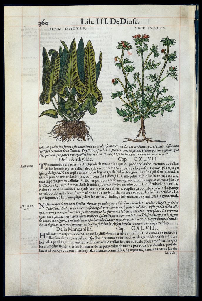 De Materia Medica de Dioscorides. Amberes 1555. Libro III. 360