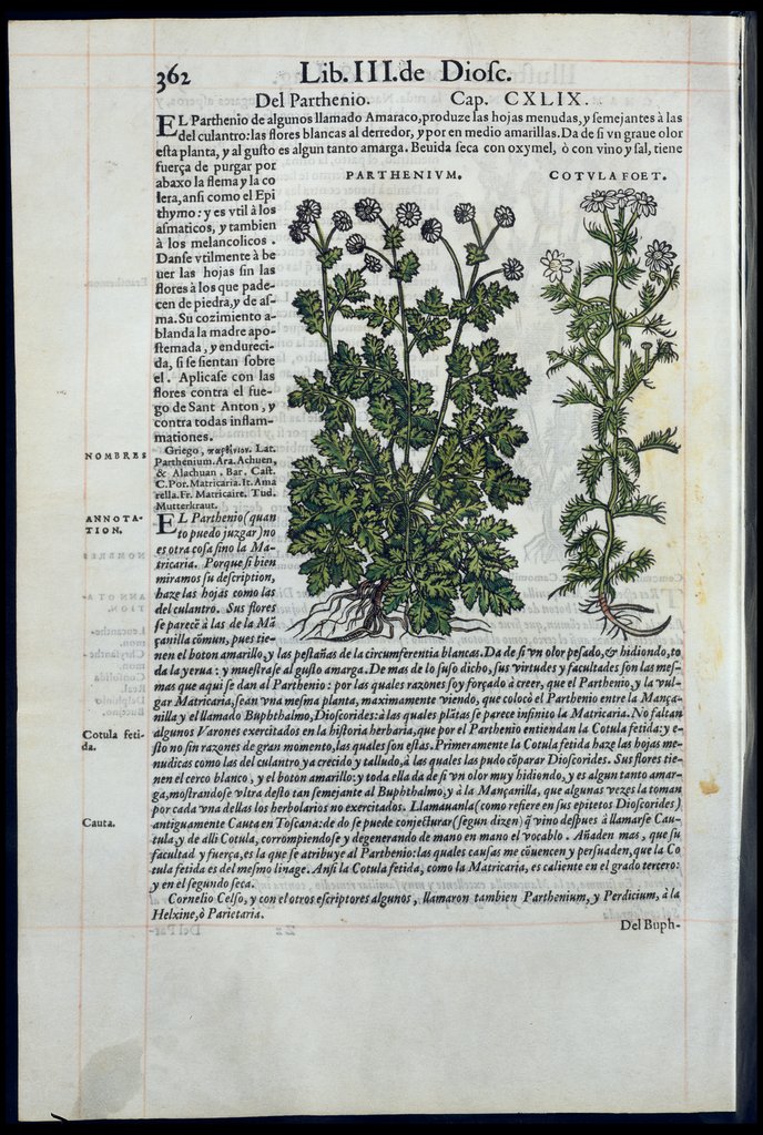 De Materia Medica de Dioscorides. Amberes 1555. Libro III. 362