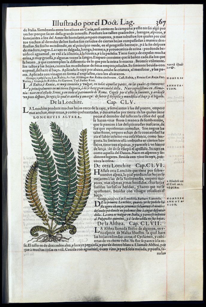 De Materia Medica de Dioscorides. Amberes 1555. Libro III. 367
