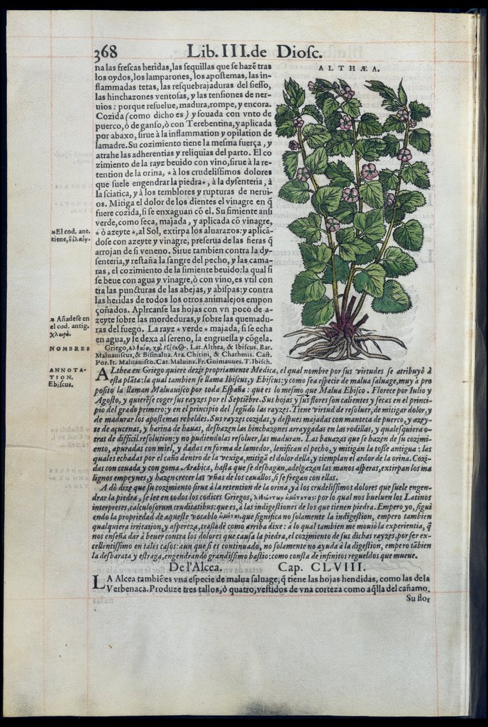 De Materia Medica de Dioscorides. Amberes 1555. Libro III. 368
