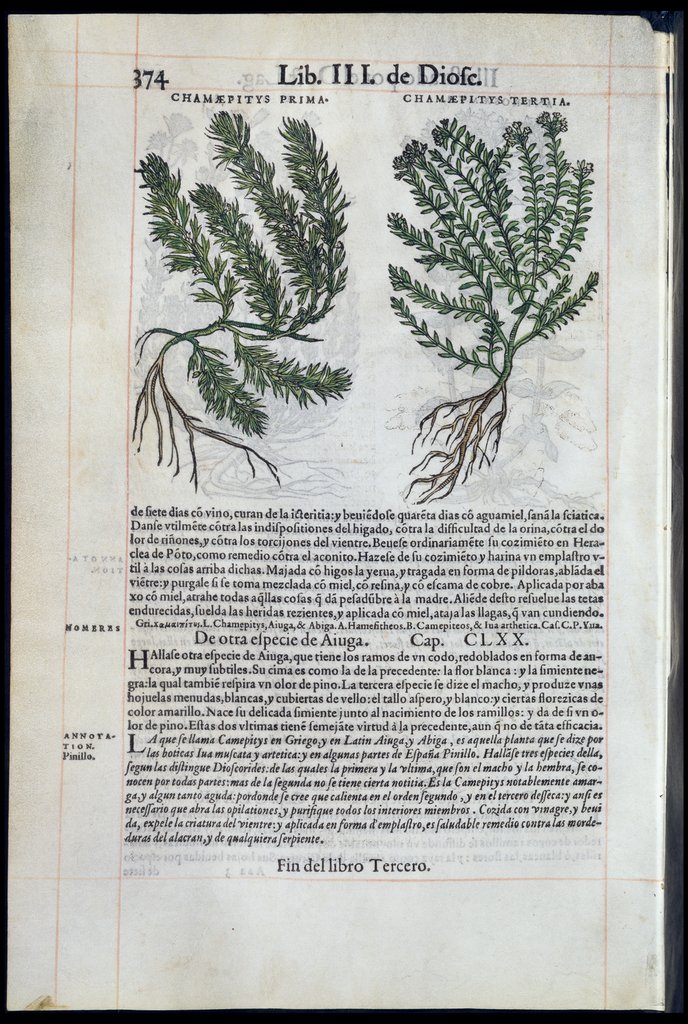 De Materia Medica de Dioscorides. Amberes 1555. Libro III. 374