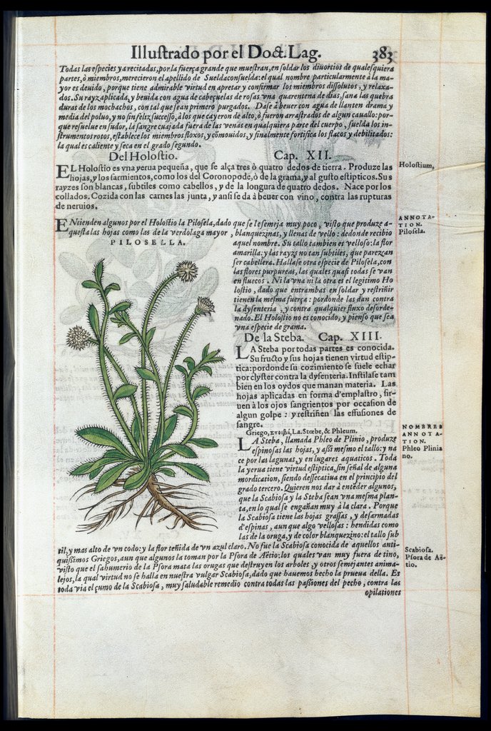 De Materia Medica de Dioscorides. Amberes 1555. Libro IIII. 383