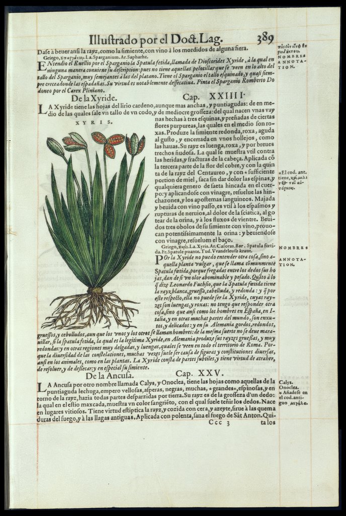 De Materia Medica de Dioscorides. Amberes 1555. Libro IIII. 389