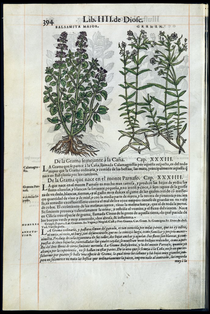 De Materia Medica de Dioscorides. Amberes 1555. Libro IIII. 394