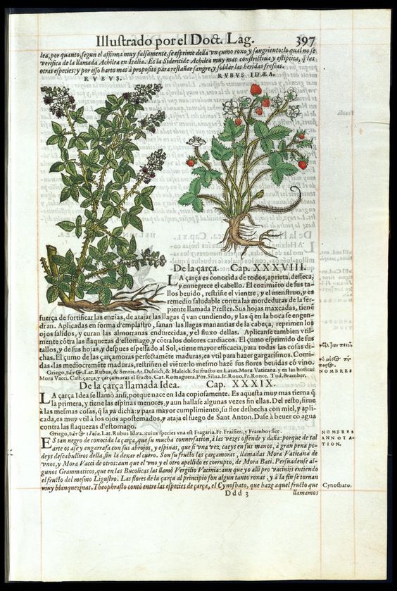 De Materia Medica de Dioscorides. Amberes 1555. Libro IIII. 397