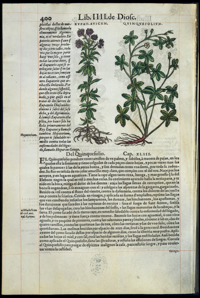 De Materia Medica de Dioscorides. Amberes 1555. Libro IIII. 400