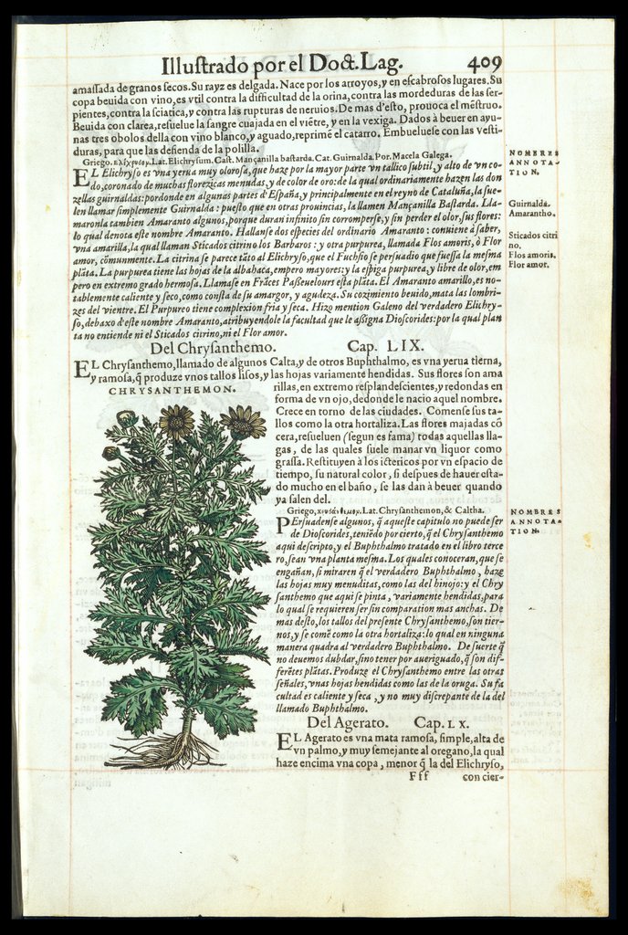 De Materia Medica de Dioscorides. Amberes 1555. Libro IIII. 409