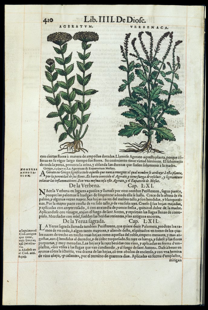 De Materia Medica de Dioscorides. Amberes 1555. Libro IIII. 410