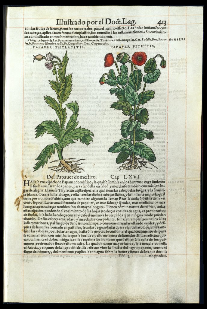 De Materia Medica de Dioscorides. Amberes 1555. Libro IIII. 413